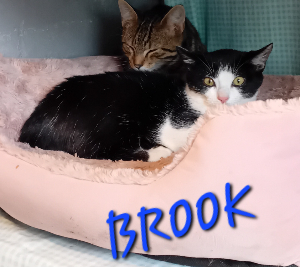 Photo de BROOK