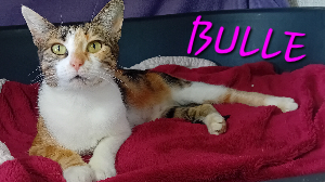 Photo de BULLE