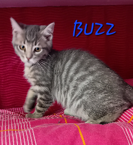 Photo de BUZZ