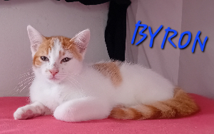 Photo de BYRON dit. BARTOK