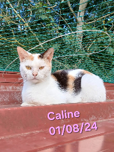 Photo de CALINE