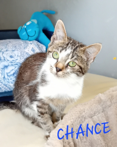 Photo de CHANCE maintenant JUNE