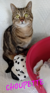Photo de CHOUPETTE