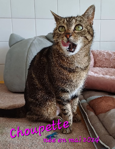 Photo de CHOUPETTE