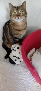 Photo de CHOUPETTE