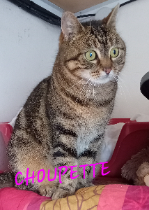 Photo de CHOUPETTE