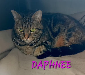 Photo de DAPHNÉE