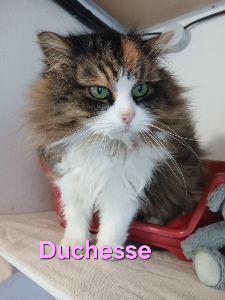 Photo de DUCHESSE