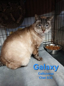 Photo de GALAXY. Chat SOS