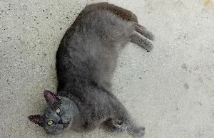 Photo de GUIZMO.  Chat S.O.S