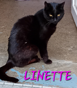 Photo de LINETTE 🧡