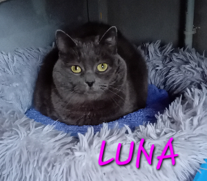 Photo de LUNA