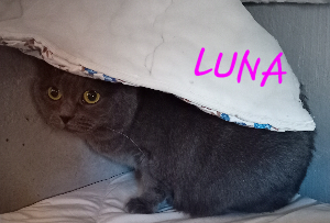 Photo de LUNA