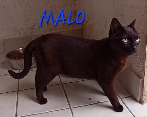 Photo de MALO
