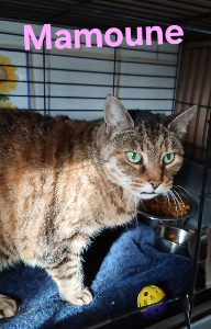 Photo de MAMOUNE. Chat SOS