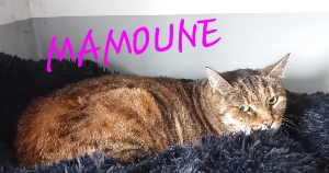 Photo de MAMOUNE. Chat SOS