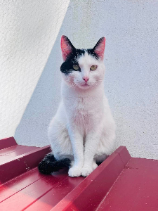 Photo de MAYA Chat SOS FIV 🧡