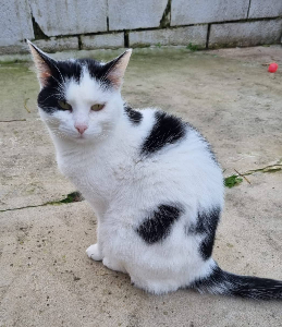 Photo de MAYA Chat SOS FIV