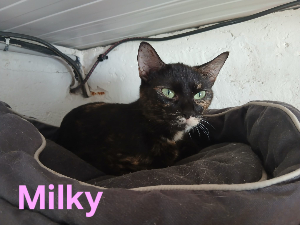 Photo de MILKY