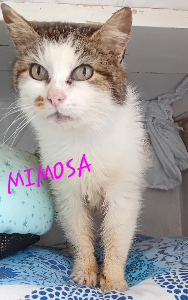 Photo de MIMOSA