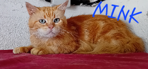 Photo de MINK