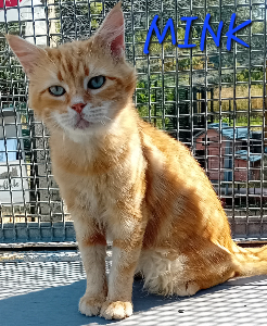 Photo de MINK 🧡