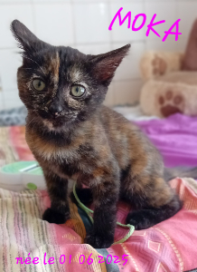 Photo de MOKA maintenant ROMY