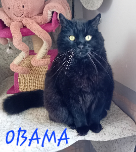 Photo de OBAMA