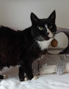 Photo de OLLY,  Chat S.O.S
