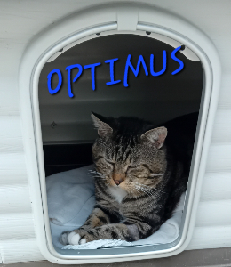 Photo de OPTIMUS