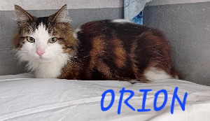 Photo de ORION