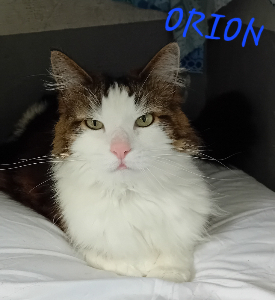 Photo de ORION
