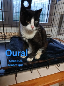Photo de OURAL. Chat SOS