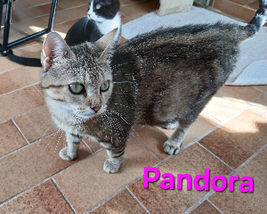 Photo de PANDORA
