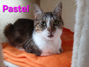 Photo de PASTEL