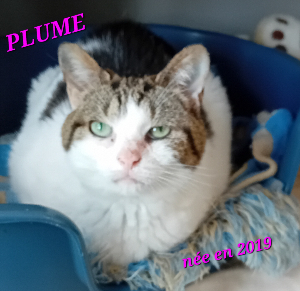 Photo de PLUME
