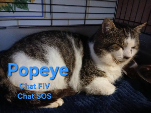 Photo de POPEYE. Chat SOS