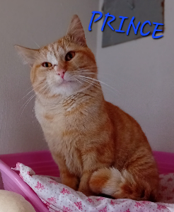Photo de PRINCE