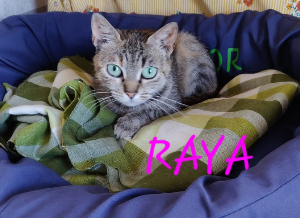 Photo de RAYA