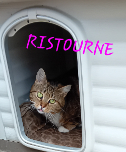 Photo de RISTOURNE. Chat SOS