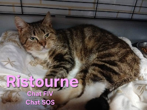 Photo de RISTOURNE. Chat SOS