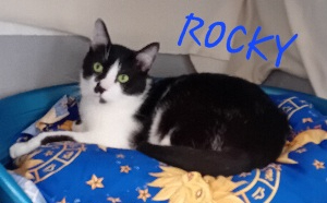 Photo de ROCKY