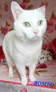 Photo de ROMEO