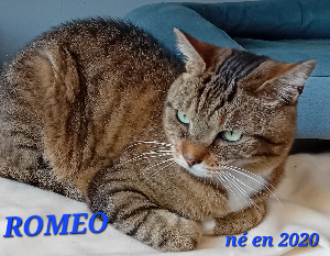 Photo de ROMÉO
