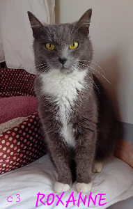 Photo de ROXANNE