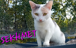 Photo de SEKHMET