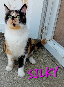 Photo de SILKY