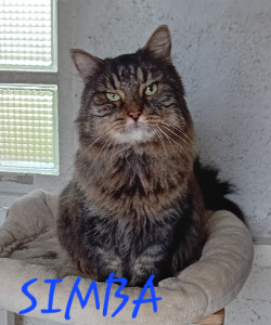 Photo de SIMBA chat SOS