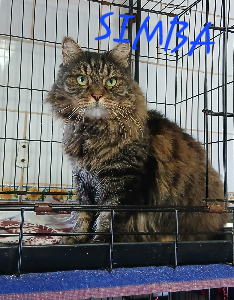 Photo de SIMBA chat SOS
