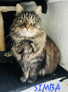Photo de SIMBA chat SOS